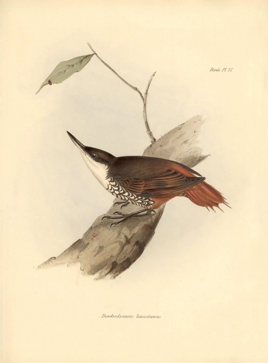 ornitologi: "Dendrodamus leucosternus" fugl fra Sydamerika observeret og beskrevet af Charles Darwin (1809-1882). Planche fra "The zoology of the voyage of H.M.S. Beagle. Flight. III, Birds described by John Gould, with notice of their habits by Charl af Unbekannter Künstler