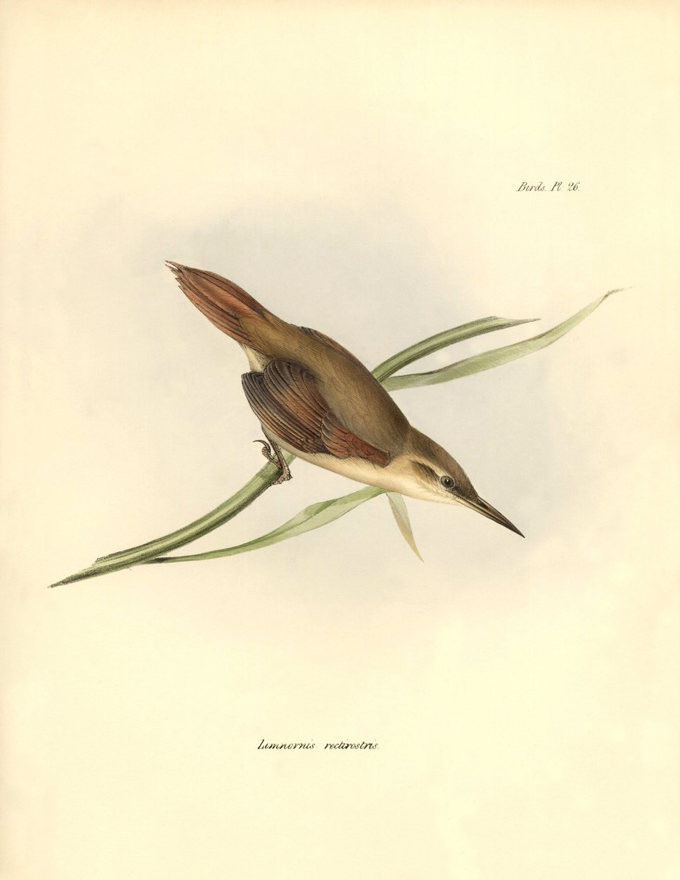 ornitologi: "Limnornis rectirostris" passereau i Sydamerika observeret og beskrevet af Charles Darwin (1809-1882). Planche fra "The zoology of the voyage of H.M.S. Beagle. Flight. III, Birds described by John Gould, with notice of their habits by Charl af Unbekannter Künstler