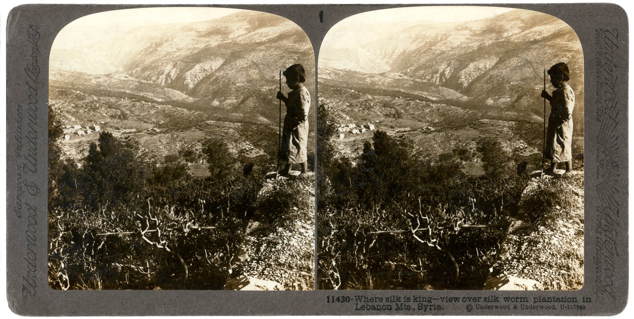 En silkeormeplantage i Libanon-bjergene, Syrien, 1900-tallet. af Underwood and Underwood
