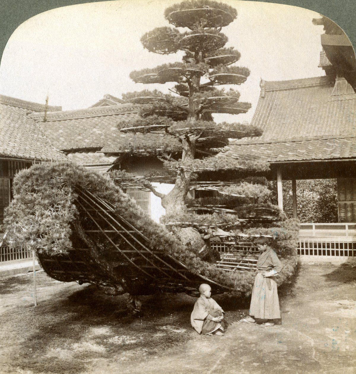 En enkelt fyrretræ trænet i form af en båd, Kinkaku-ji kloster, Kyoto, Japan, 1904 af Underwood and Underwood