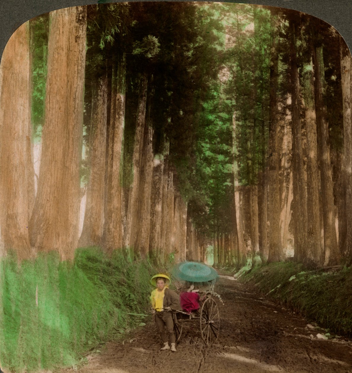 En allé af cryptomeria-cedertræer, Nikko, Japan, 1896. af Underwood and Underwood