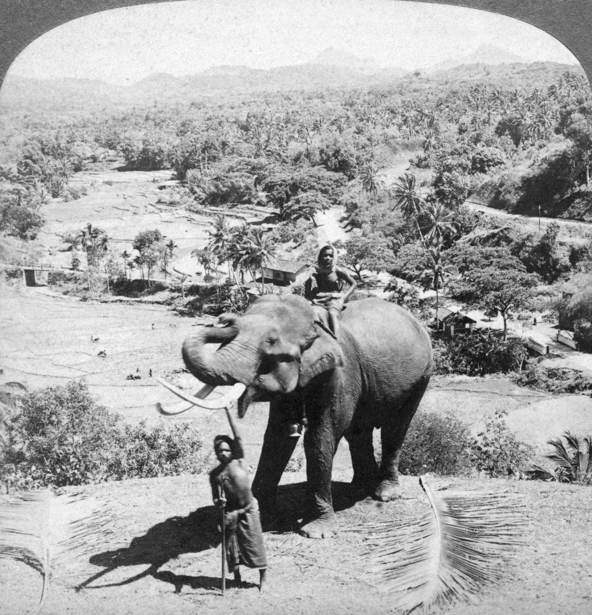 En elefant og dens vogter, Sri Lanka, 1902. af Underwood and Underwood