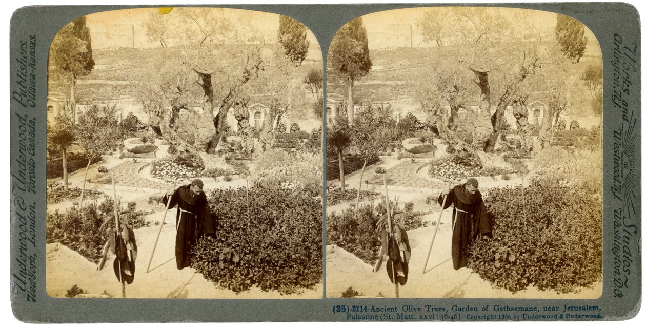 Gamle oliventræer i Getsemane Have, nær Jerusalem, Palæstina, 1905. af Underwood and Underwood