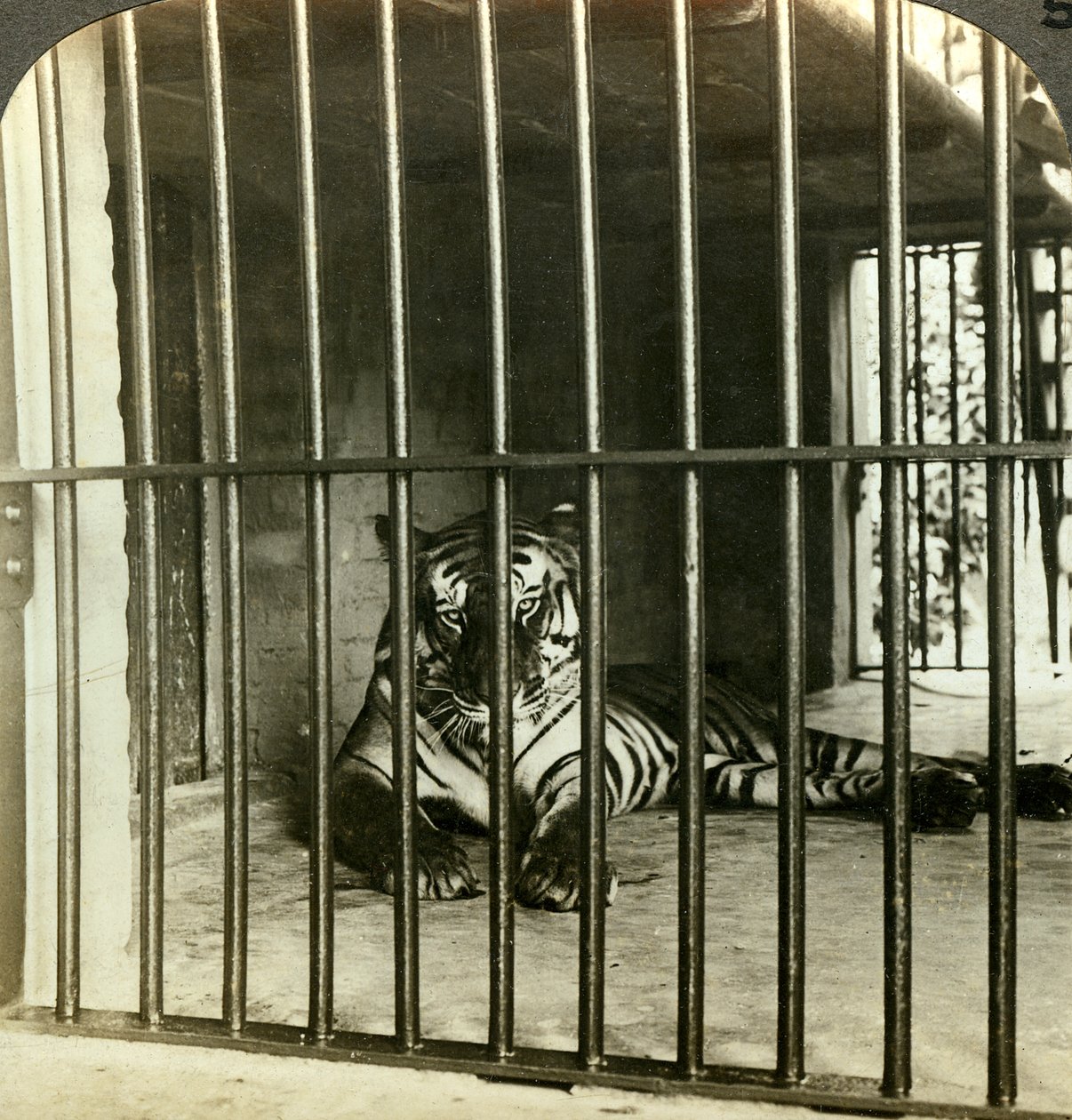 Fanget menneskeædende tiger beskyldt for 200 dødsfald, Calcutta, Indien, c1903. af Underwood and Underwood