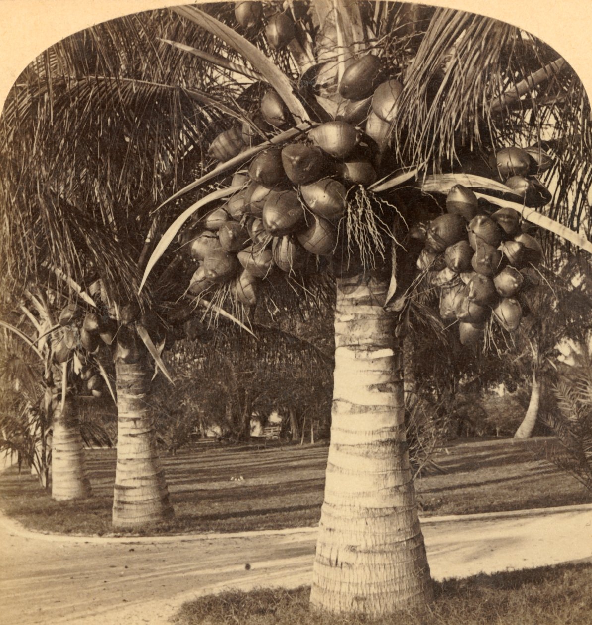 Kokosnøddetræer i Floridas hvide sand. USA, c1900. af Underwood and Underwood