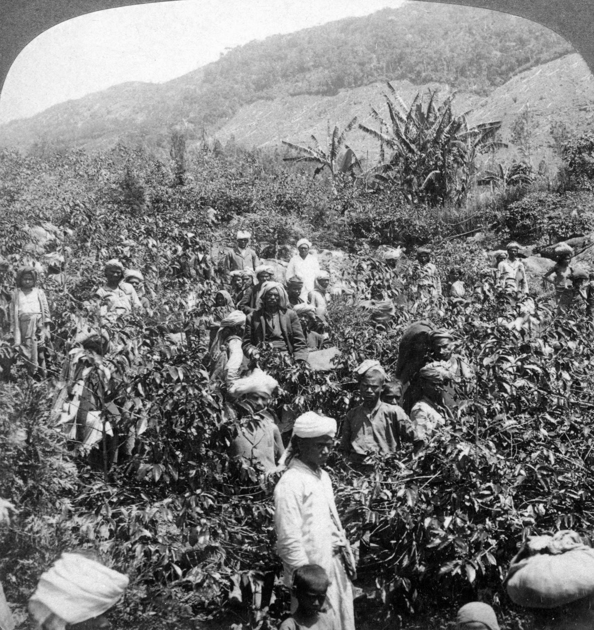 Kaffeplukning på Sir Thomas Liptons ejendom, Dambutenne, Sri Lanka, 1903. af Underwood and Underwood