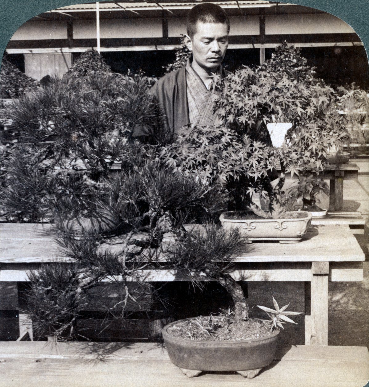 Dværgfyr og ahorn i grev Okumas drivhus, Tokyo, Japan, 1904 af Underwood and Underwood