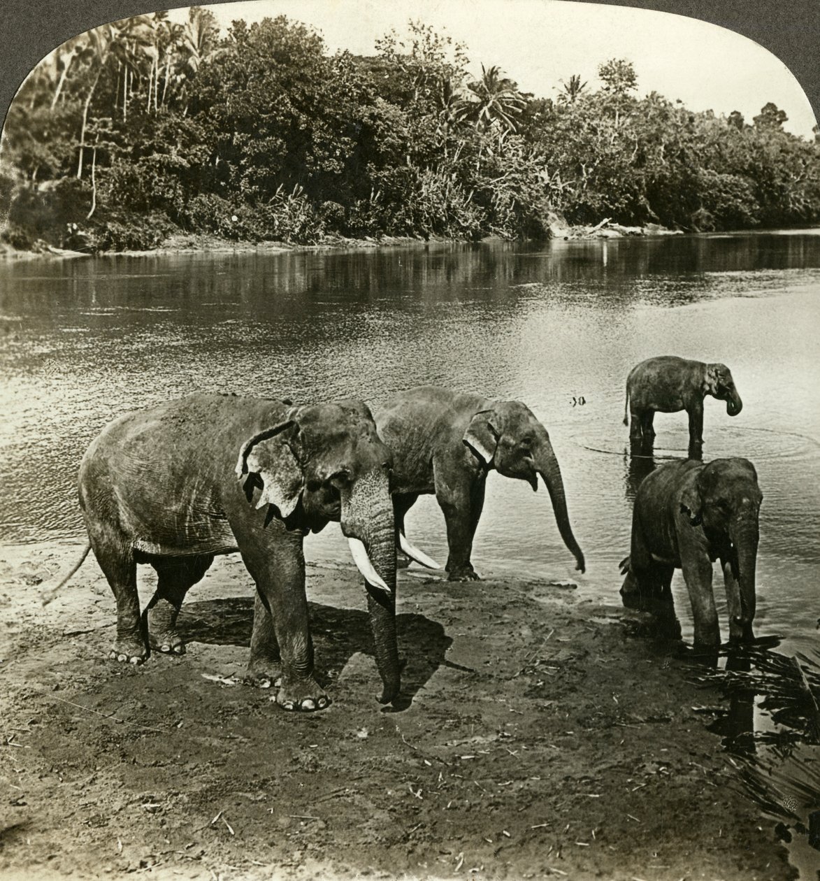 Elefanter, Sri Lanka Ceylon. af Underwood and Underwood