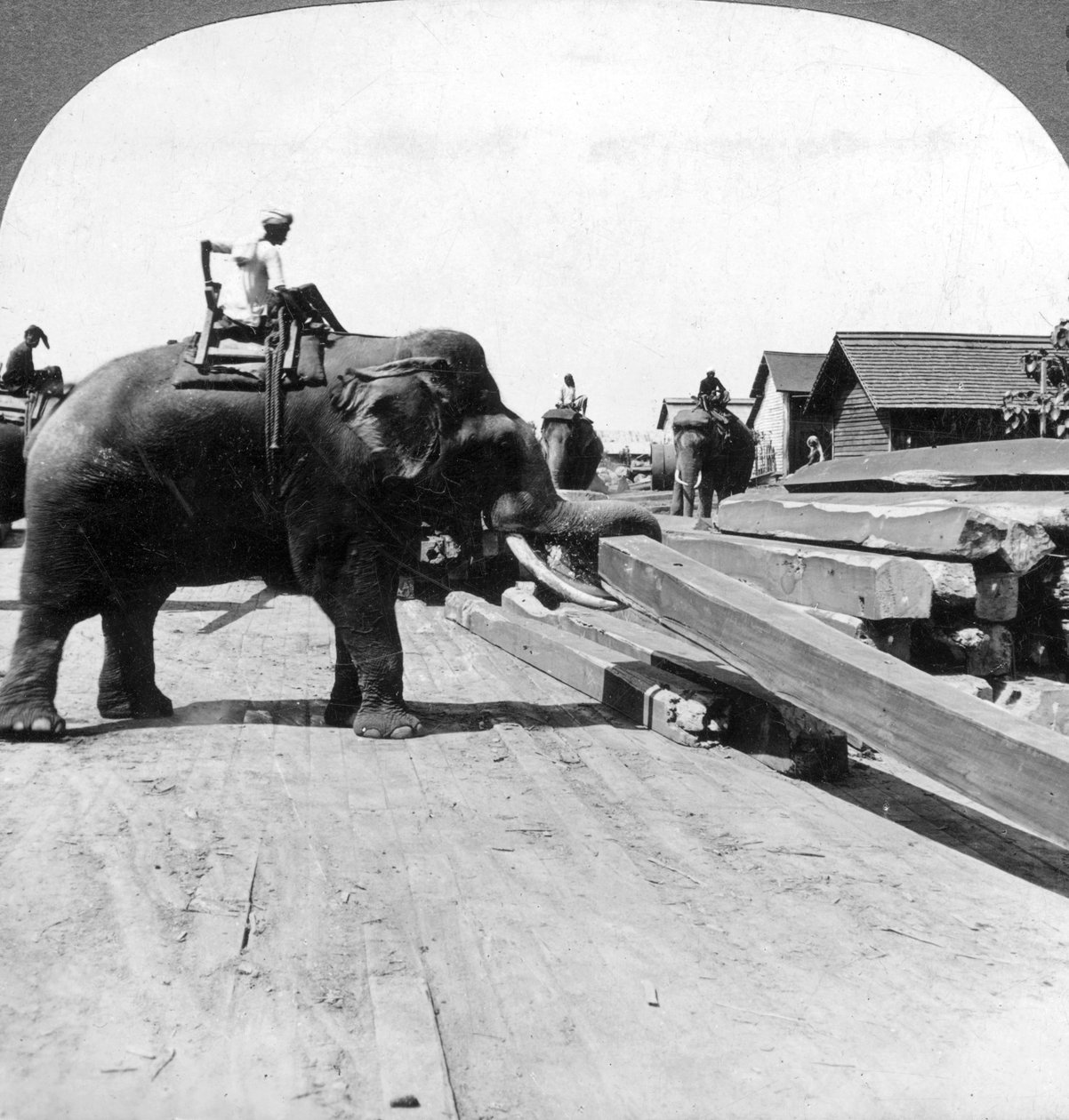 Elefanter flytter tømmer, Rangoon, Burma Myanmar, 1900-tallet. af Underwood and Underwood