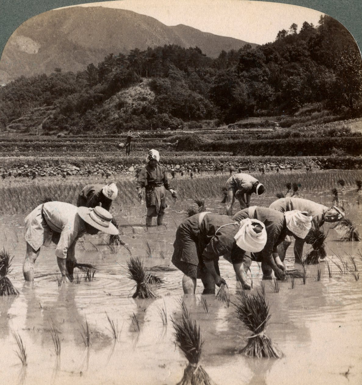 Landarbejdere, der transplanterer risskud nær Kyoto, Japan, 1904 af Underwood and Underwood