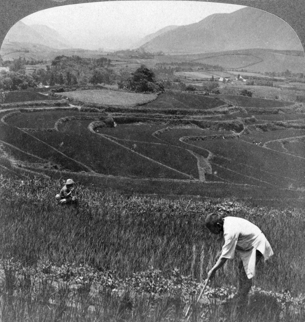Frugtbare rismarker i det gamle krater i Aso-San, Japan, 1904. af Underwood and Underwood