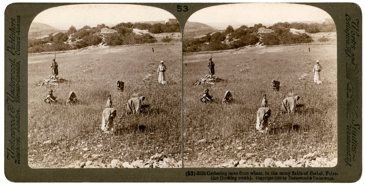 Indsamling af ukrudt fra hvede på de stenede marker i Bethel Baytin, Palæstina, 1900. af Underwood and Underwood