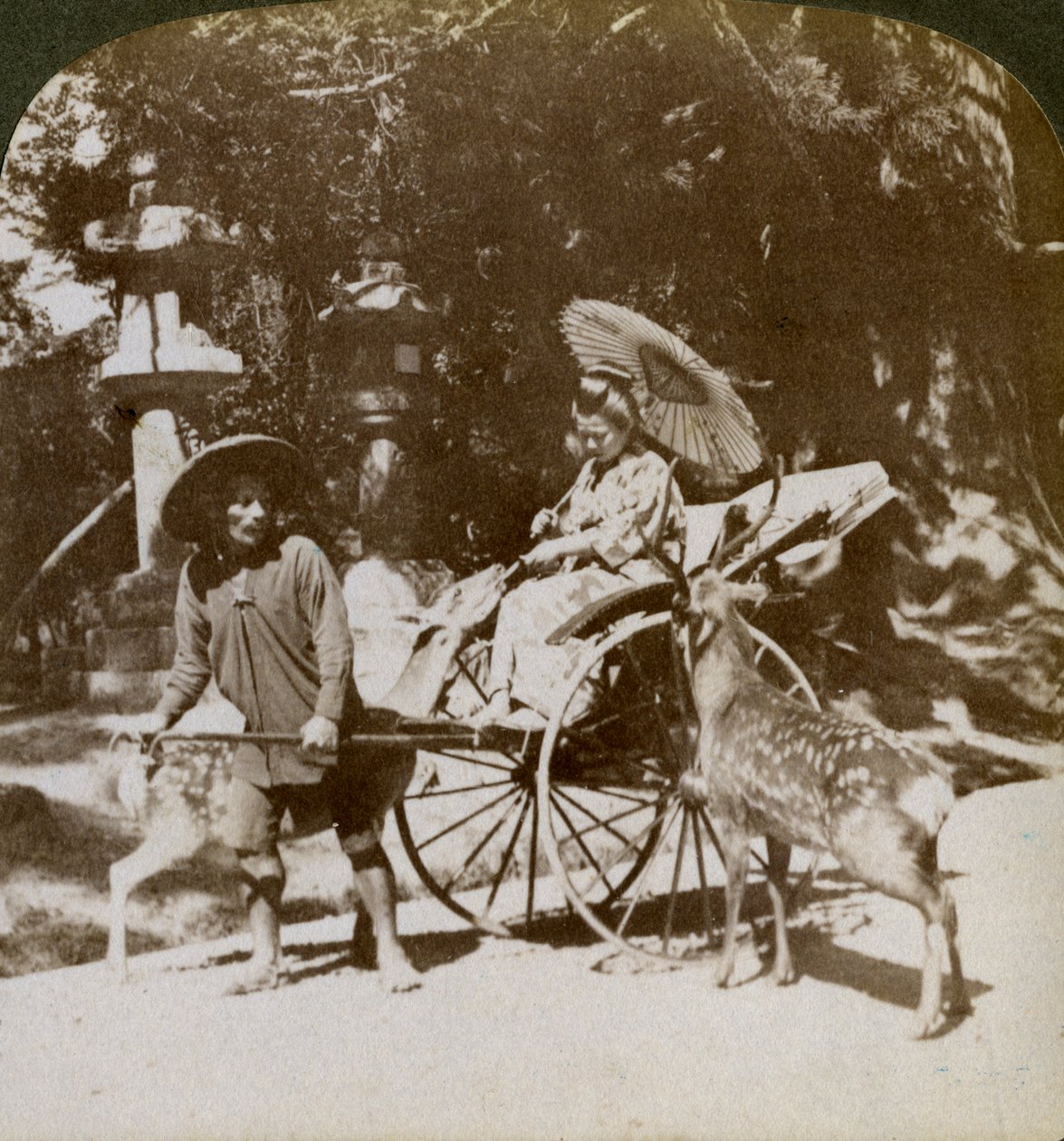 Pige fodrer hellige hjorte på vej til bønner, området ved Kasuga-templet, Nara, Japan, 1904 af Underwood and Underwood