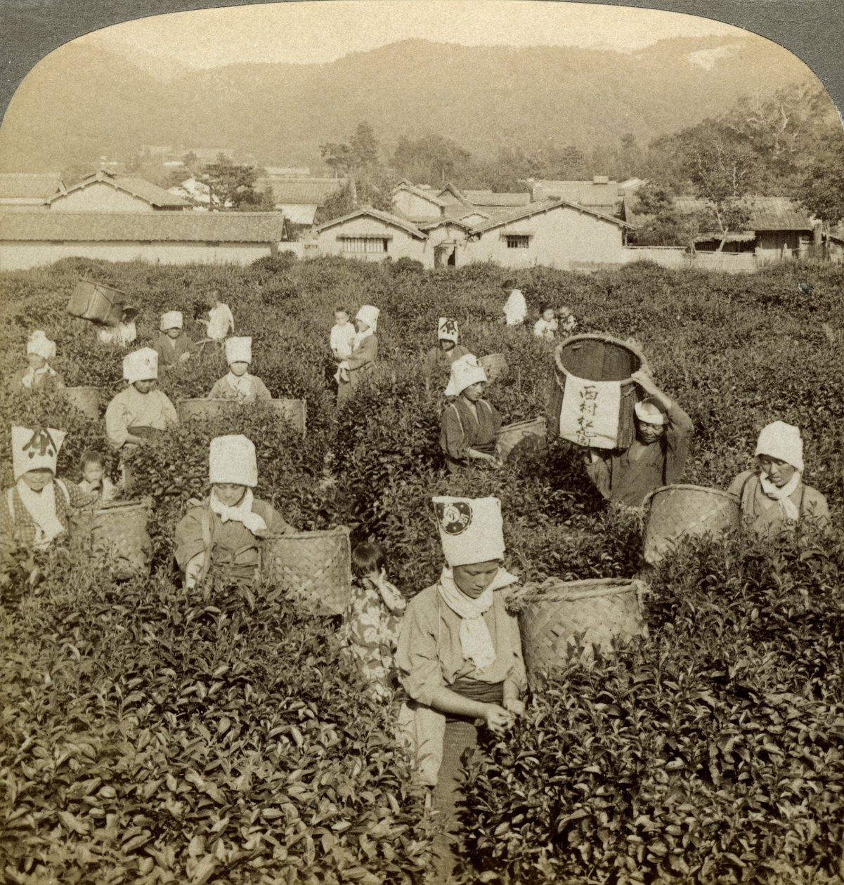 Piger plukker te, Uji, Japan. af Underwood and Underwood