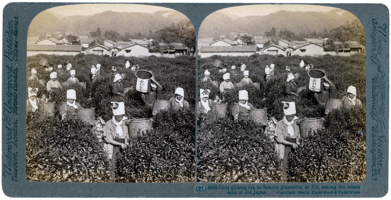Piger plukker te på den berømte plantage i Uji, Japan, 1904 af Underwood and Underwood