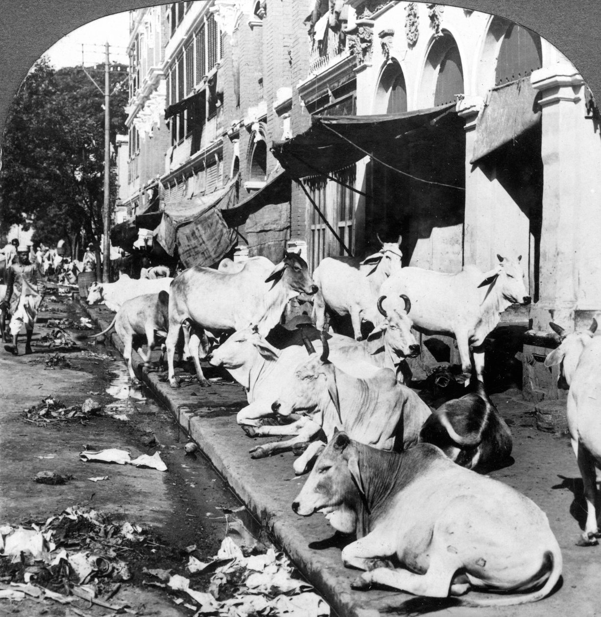 Hvordan hinduistiske køer nyder livet på Harrison Street, Calcutta, Indien, 1900-tallet. af Underwood and Underwood