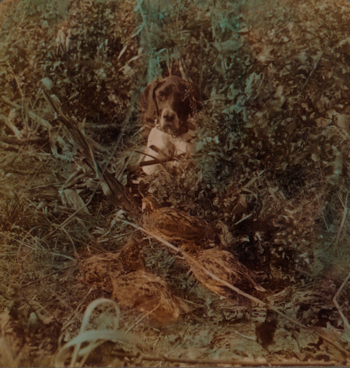 Jagt i det vestlige prærieland, en bugt af vagtler og en spids - i majsstubbe, 1903. Kunstnere: Elmer Underwood, Bert Elias Underwood. af Underwood and Underwood