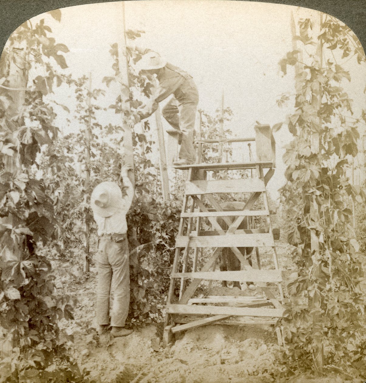 I Rich Hop District, Training the Vines, White River Valley, Washington, USA. af Underwood and Underwood