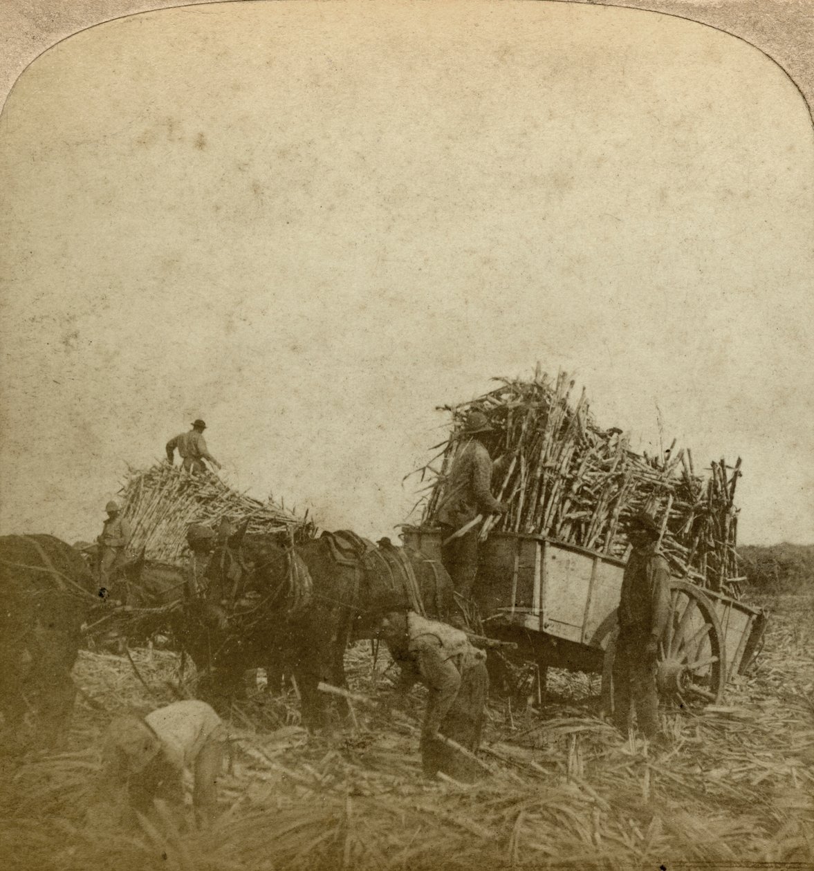 Læsserrør, sukkerplantage, Louisiana, USA. af Underwood and Underwood