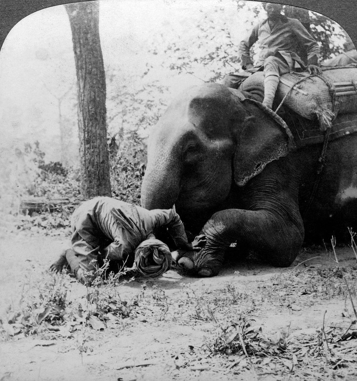 Mahout fjerner en torn fra en elefantfod, Behar tigerskud, Indien, ca. 1900-tallet. af Underwood and Underwood
