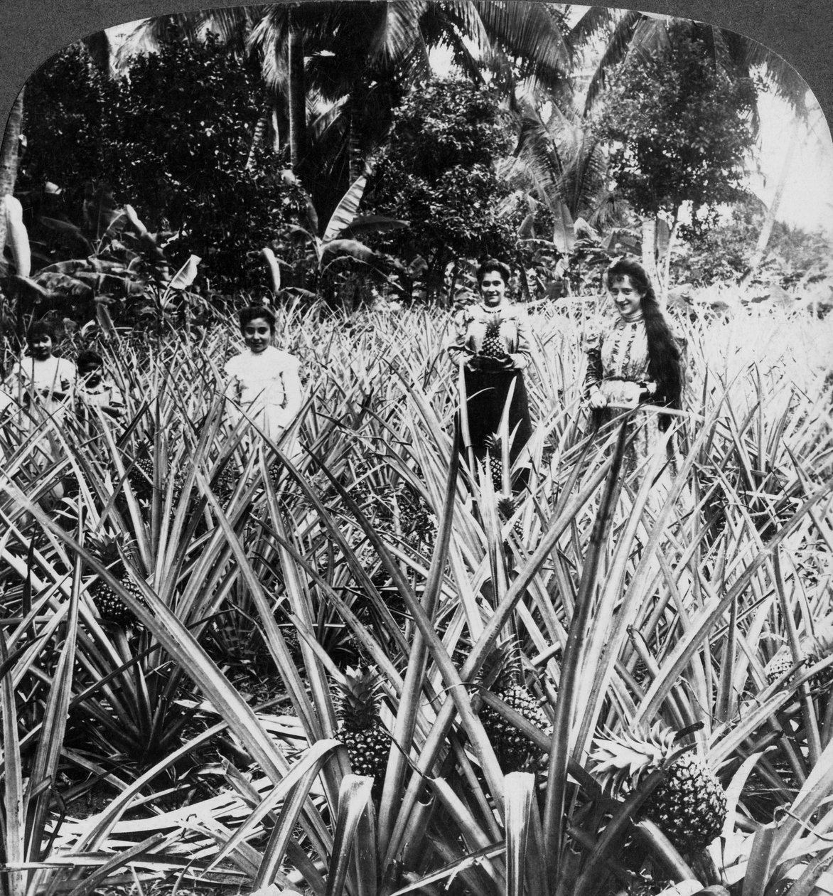 Ananasmarker, Mayaguez, Puerto Rico. af Underwood and Underwood
