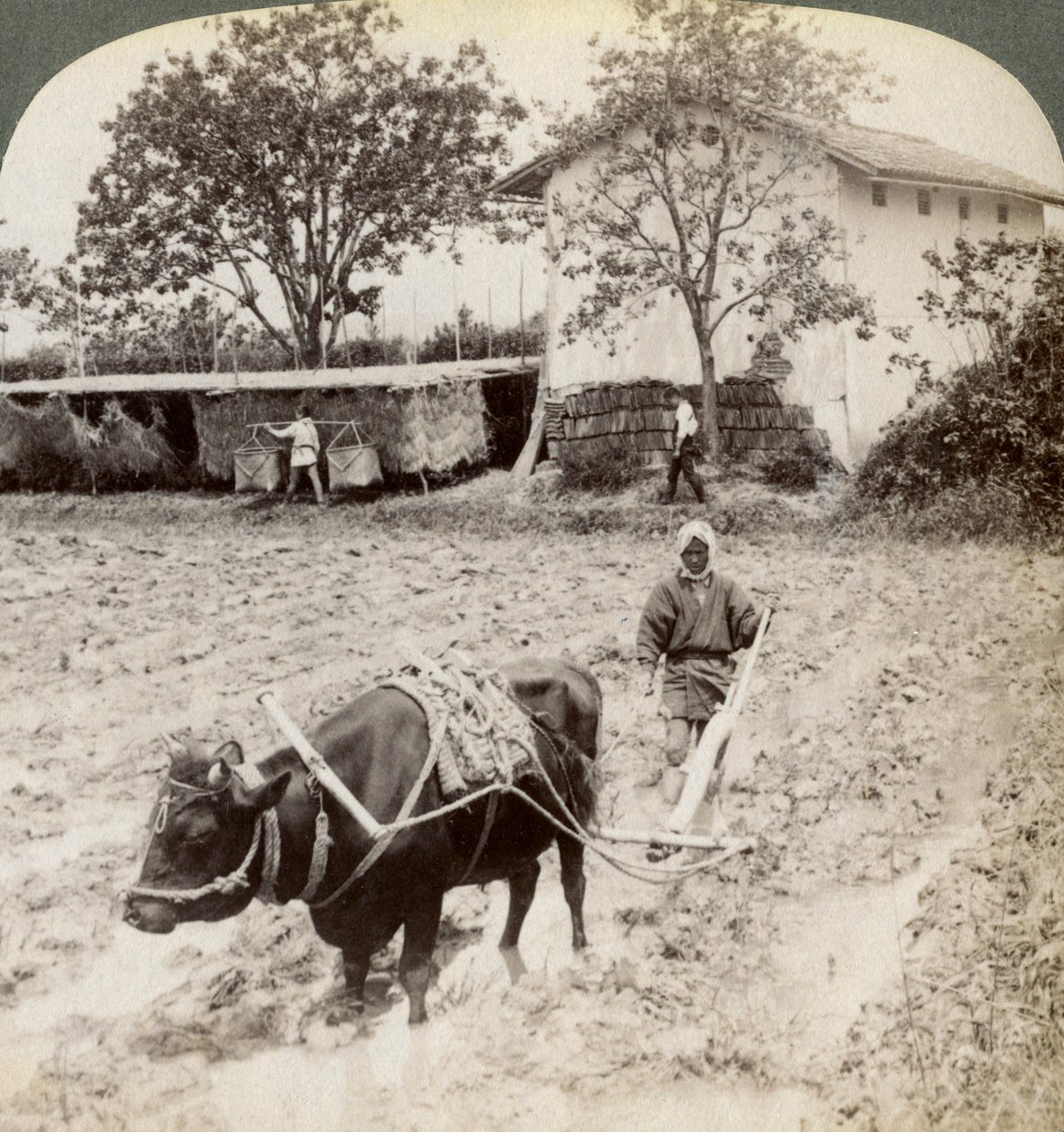 Pløjning af oversvømmet jord til risplantning, nord for hovedvejen ved Uji, nær Kyoto, Japan, 1904. af Underwood and Underwood