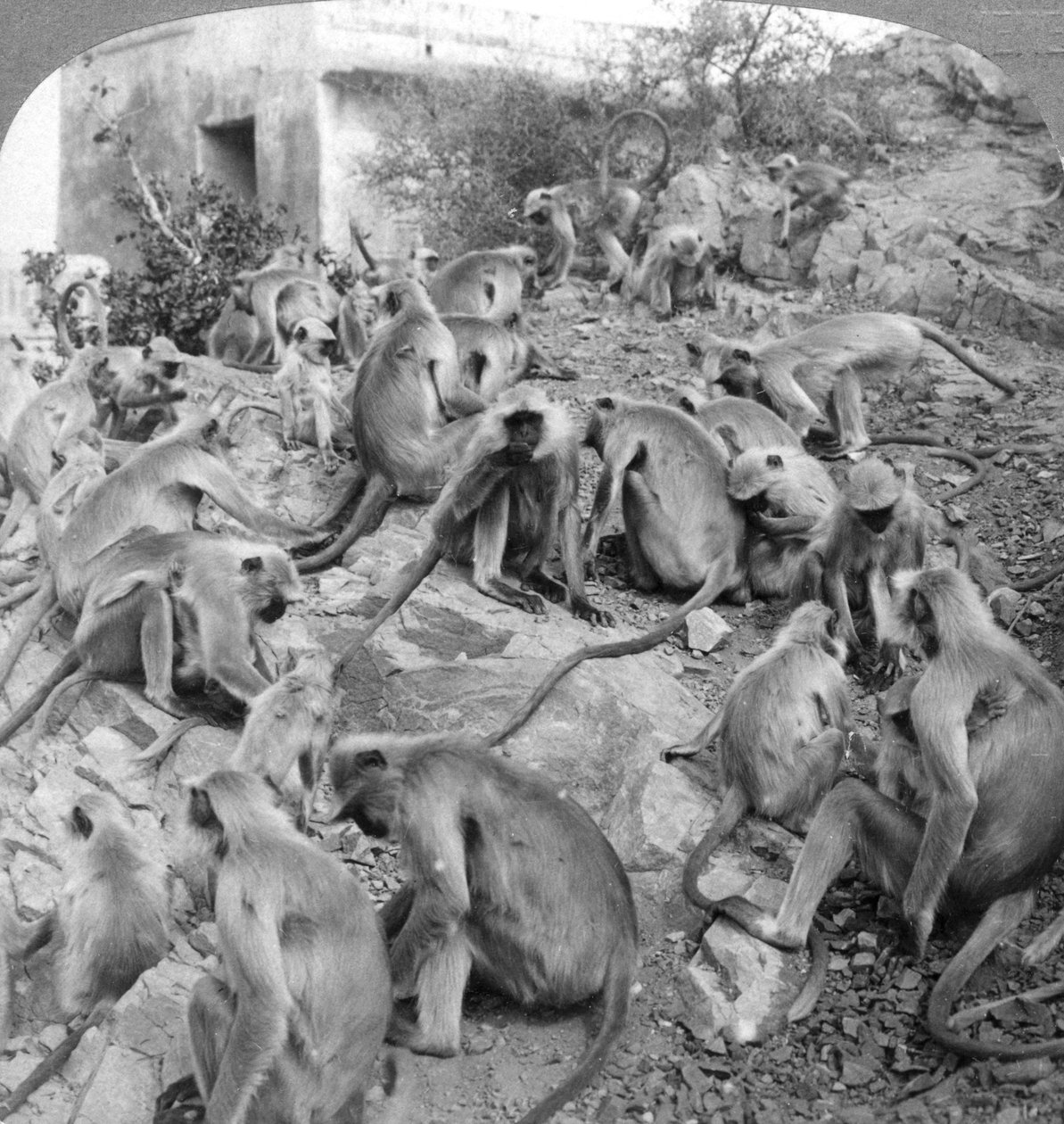 Hellige aber ved Galta, nær Jeypore, Indien, 1904. af Underwood and Underwood