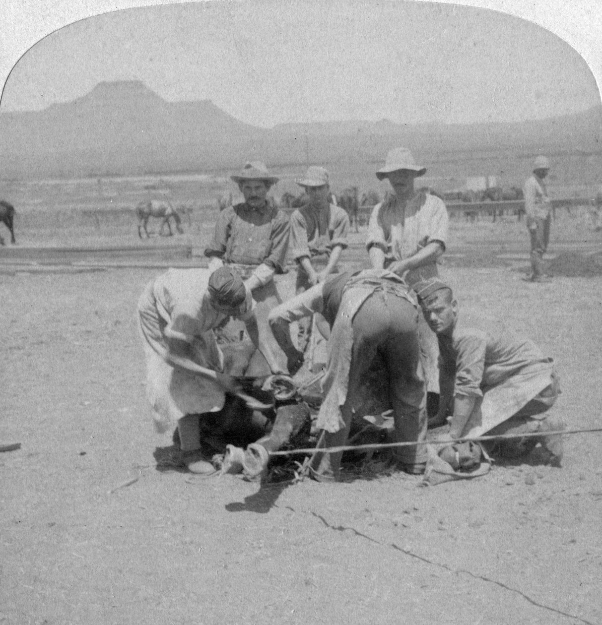 Skoning af heste ved Naauwpoort, Sydafrika, Boer War, 1900 af Underwood and Underwood
