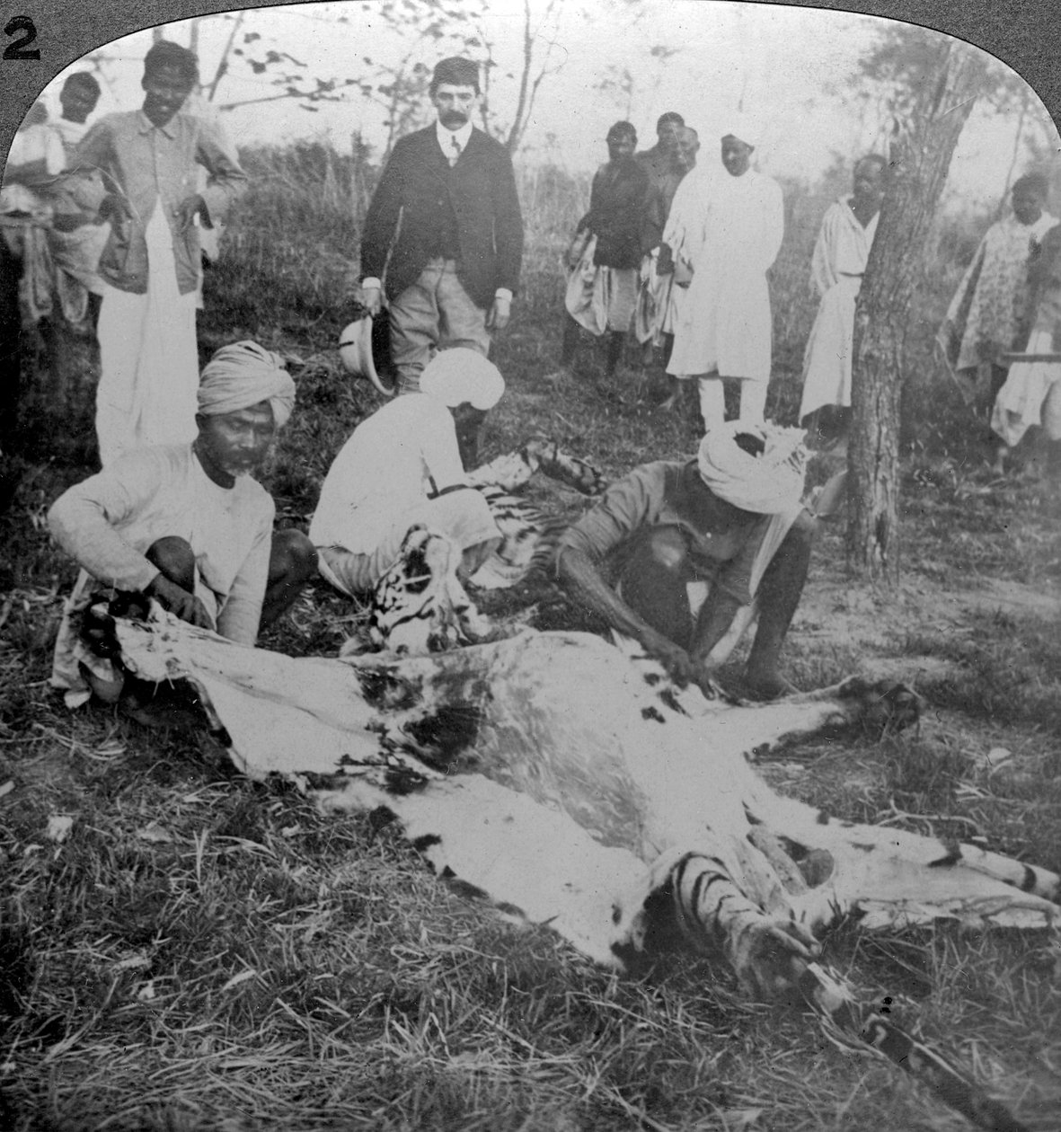 At flå en død tiger, skud af Maharajah fra Cooch Behar, Indien, omkring 1900-tallet. af Underwood and Underwood