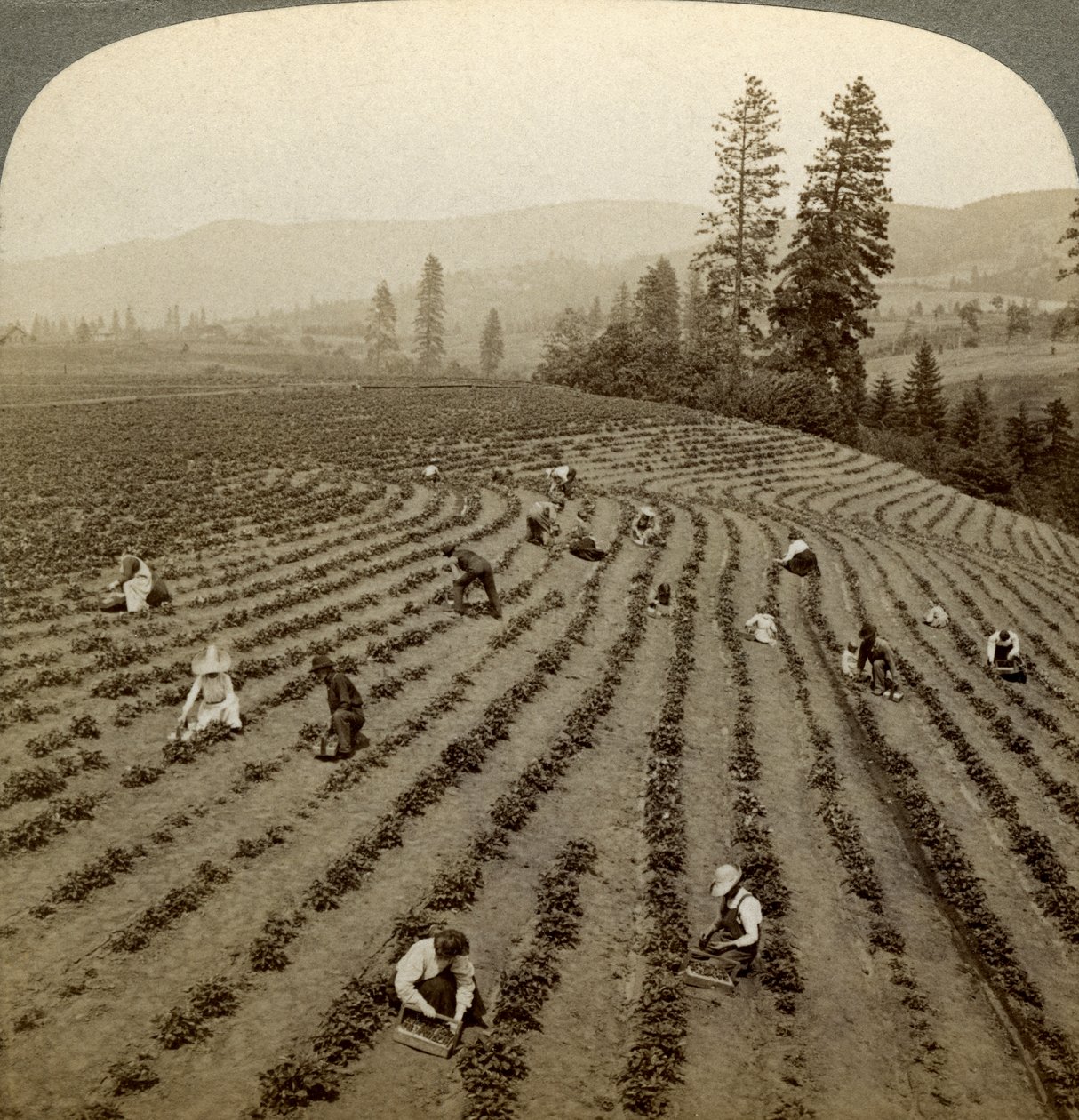 Jordbærplukning, Cedar Creek Farm, Hood River Valley, Oregon, USA. af Underwood and Underwood