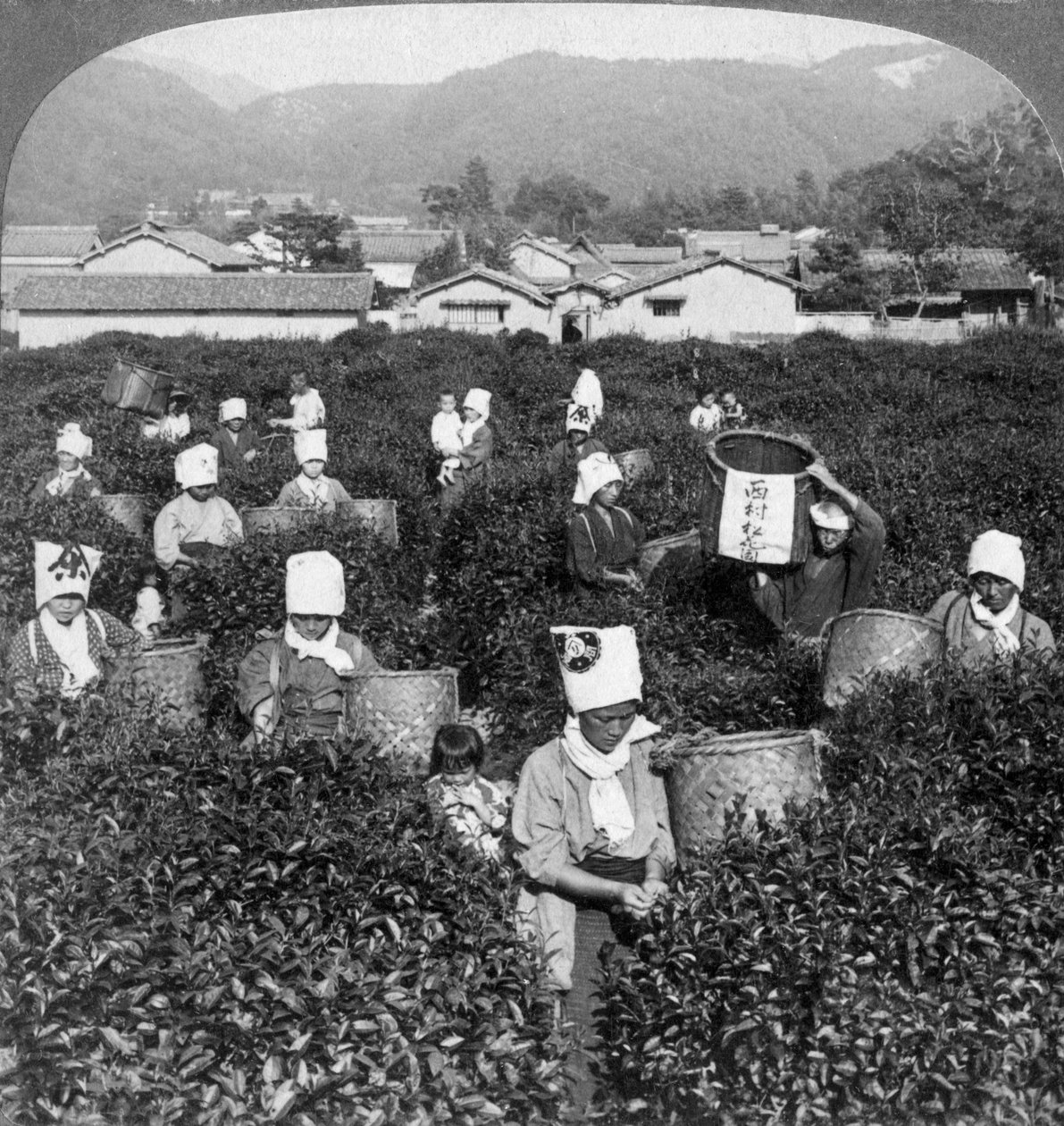 Teplukning i Uji, Japan, 1904. af Underwood and Underwood