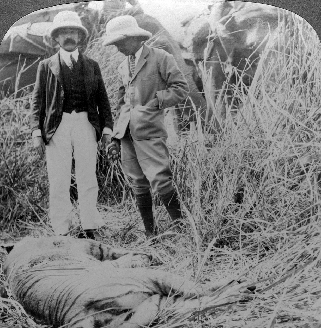 Den døde maneater, Behar-junglen, Indien, omkring 1900-tallet. af Underwood and Underwood