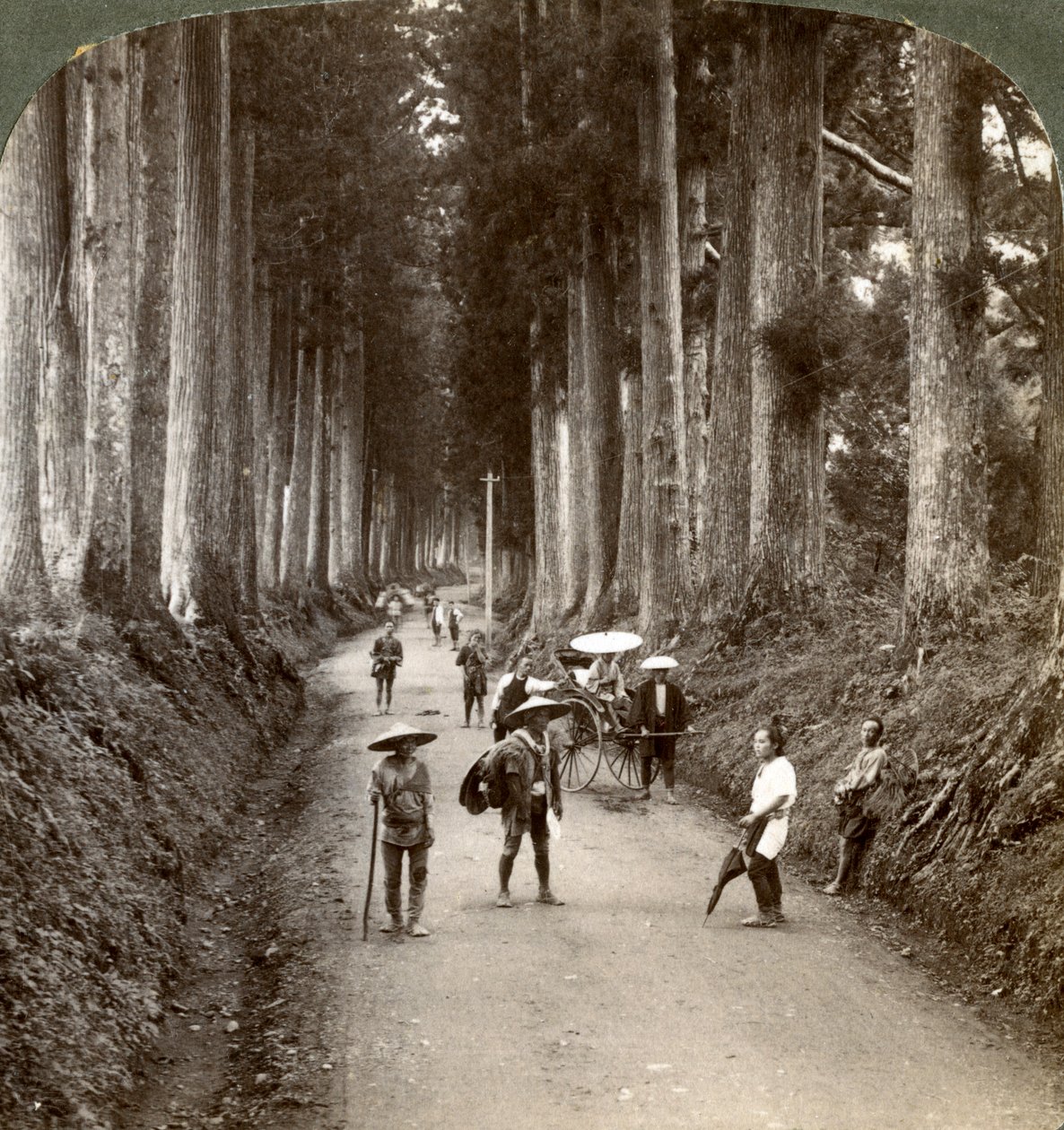 Lundene var Guds første templer, avenue af ædle kryptomerier i Nikko, Japan, 1904 af Underwood and Underwood