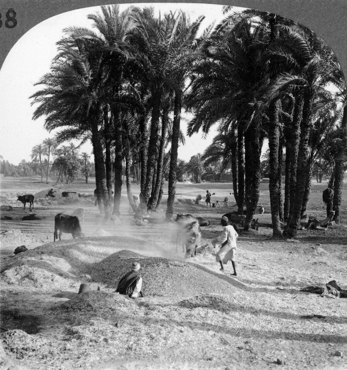 Udvindingen af kornet efter tærskning, Egypten, 1905. af Underwood and Underwood