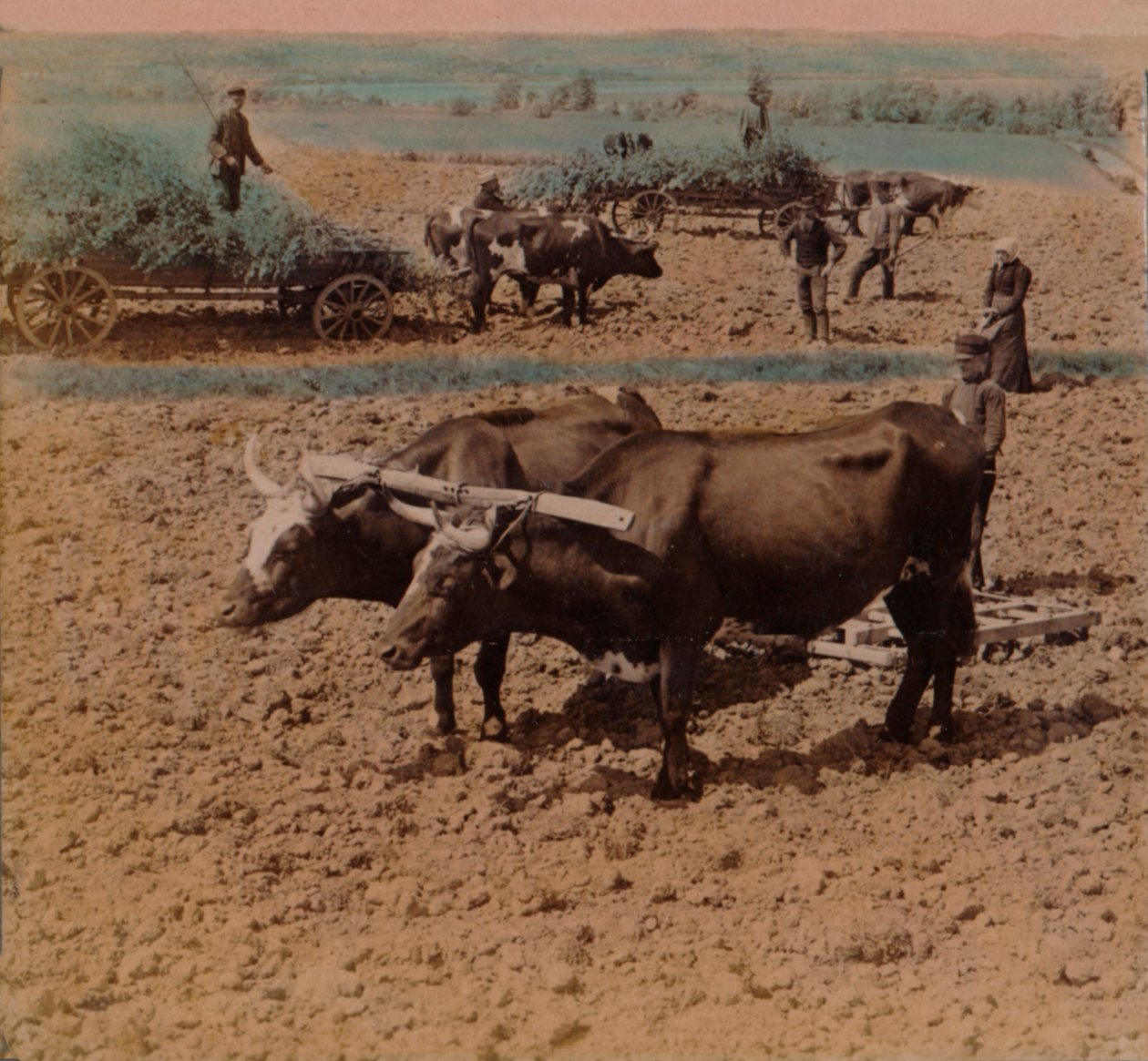 Sparsomme landfolk med deres kvæg på arbejde på en gård nær Jönköping, Sverige, 1905. Kunstnere: Elmer Underwood, Bert Elias Underwood. af Underwood and Underwood