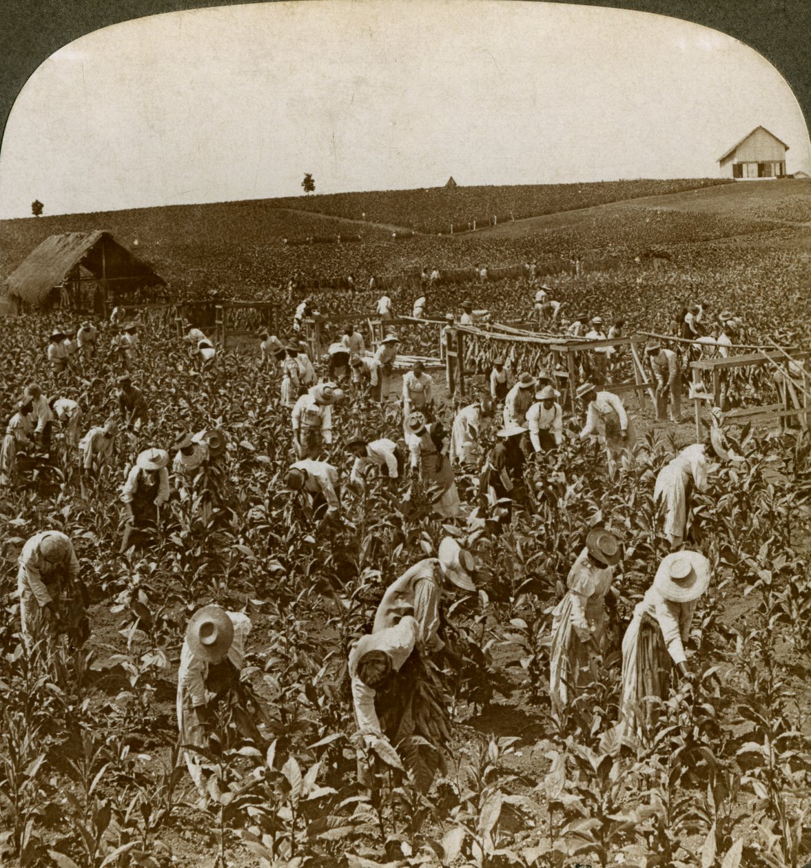 Tobaksmark, Montpeller, Jamaica, 1900. af Underwood and Underwood