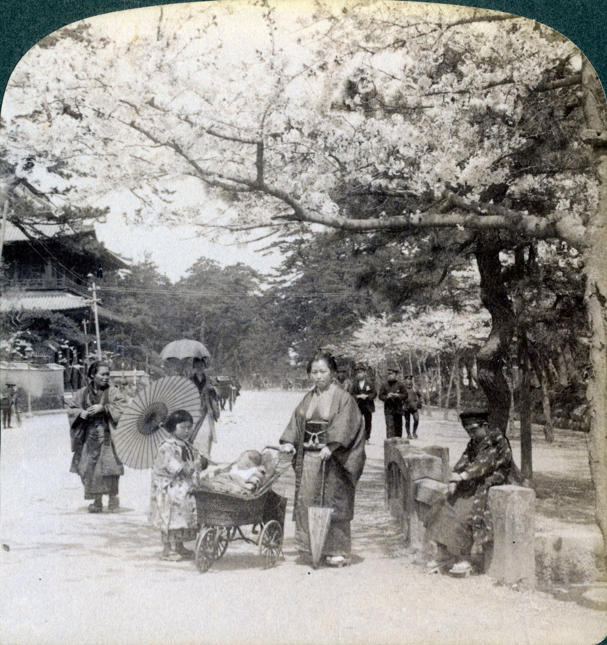 Under kirsebærblomsterne, ser nordøst langs hovedgaden i Shiba Park, Tokyo, Japan, 1904 af Underwood and Underwood
