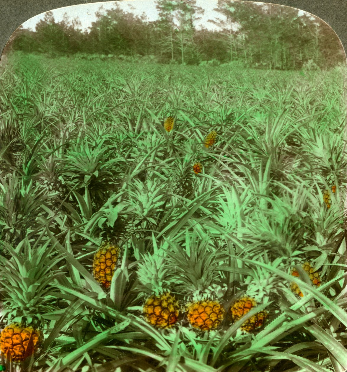 Hvor den lækre ananas vokser, Florida, USA, 1896. af Underwood and Underwood