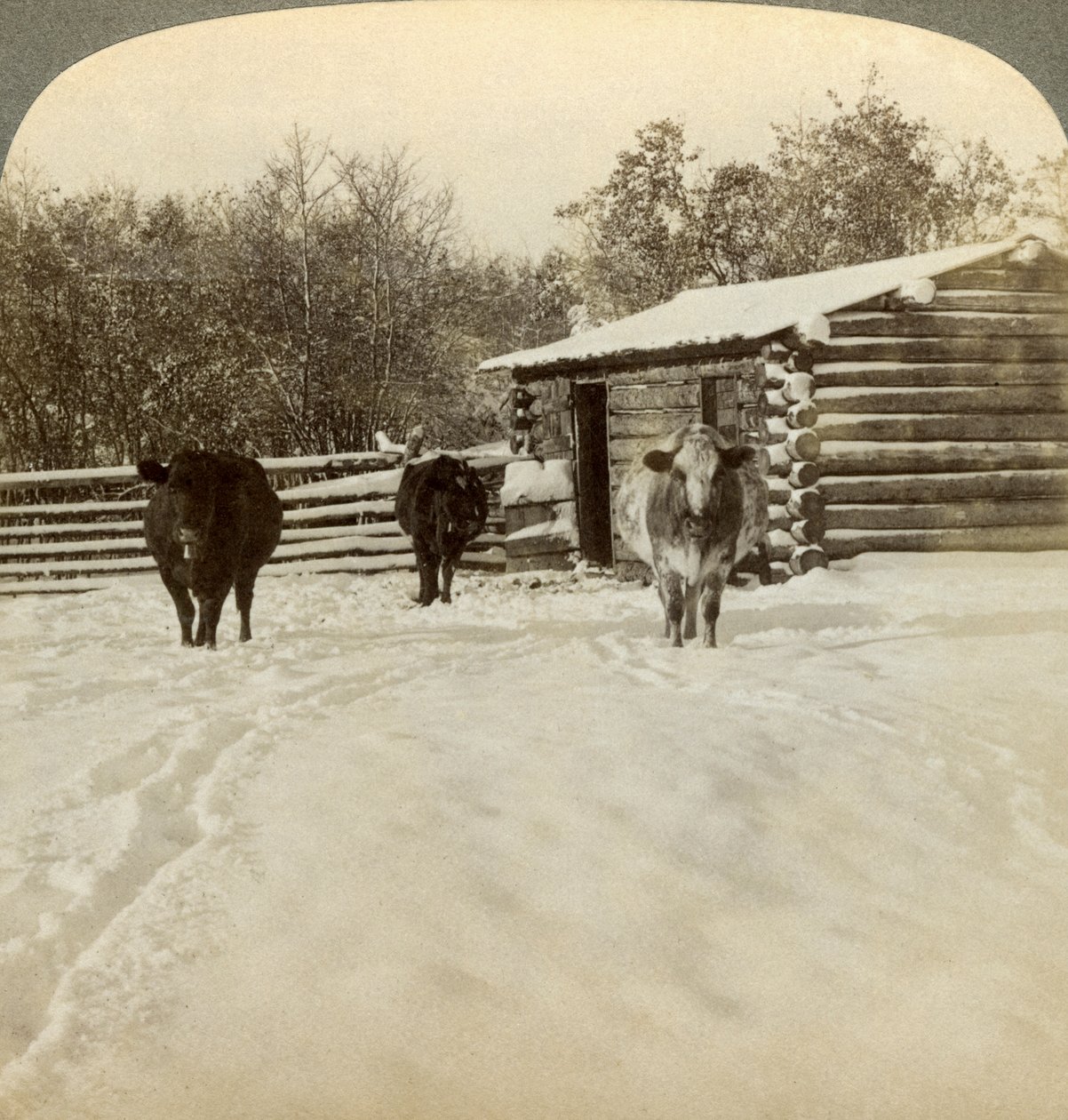 Vinter på en ranch, Montana, USA. af Underwood and Underwood