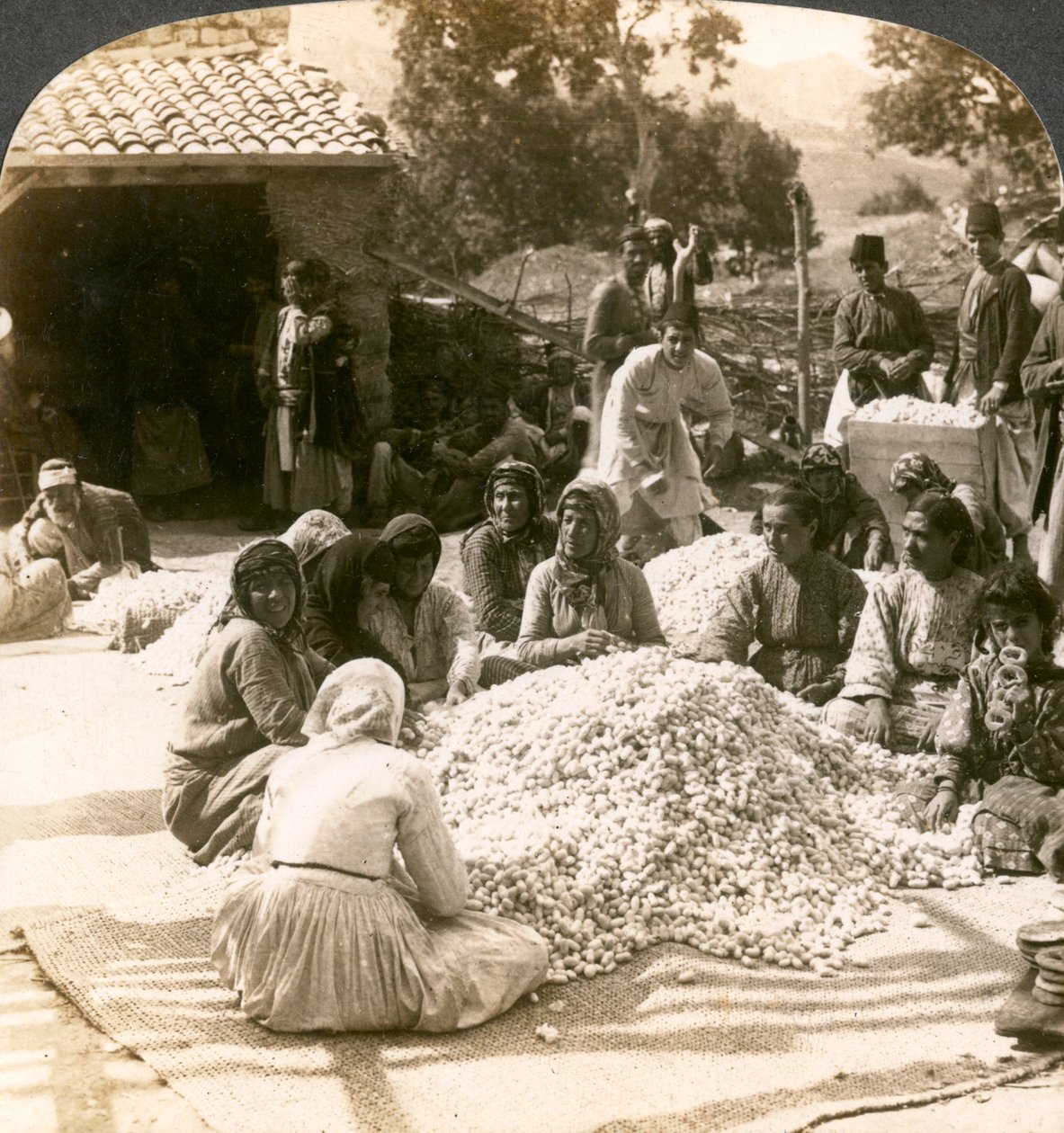 Kvinder sorterer store bunker af silkekokoner, Antiokia, Syrien, 1900-tallet. af Underwood and Underwood