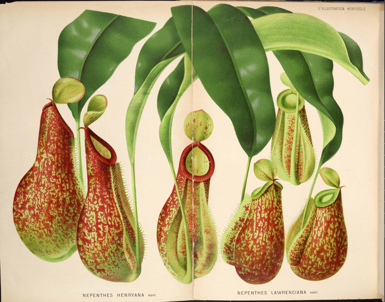 Nepenthes henryana & Nepenthes lawrenciana - L’Illustration horticole (1882) af Unknown