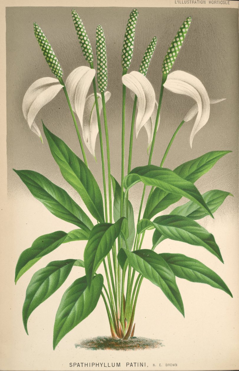 Spathiphyllum patinii af Unknown
