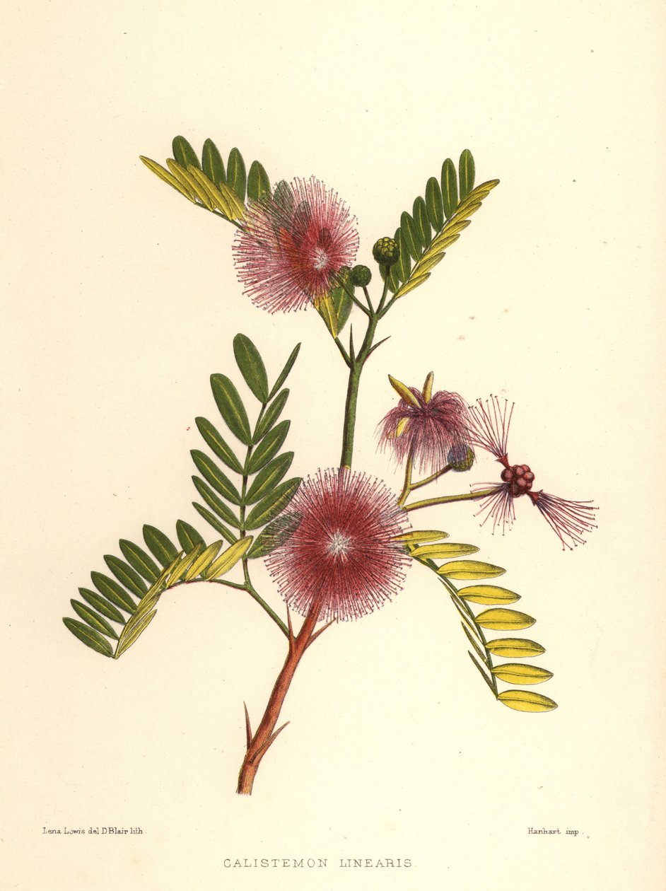 Flaskebørste, Callistemon linearis (Calistemon linearis) af Unknown