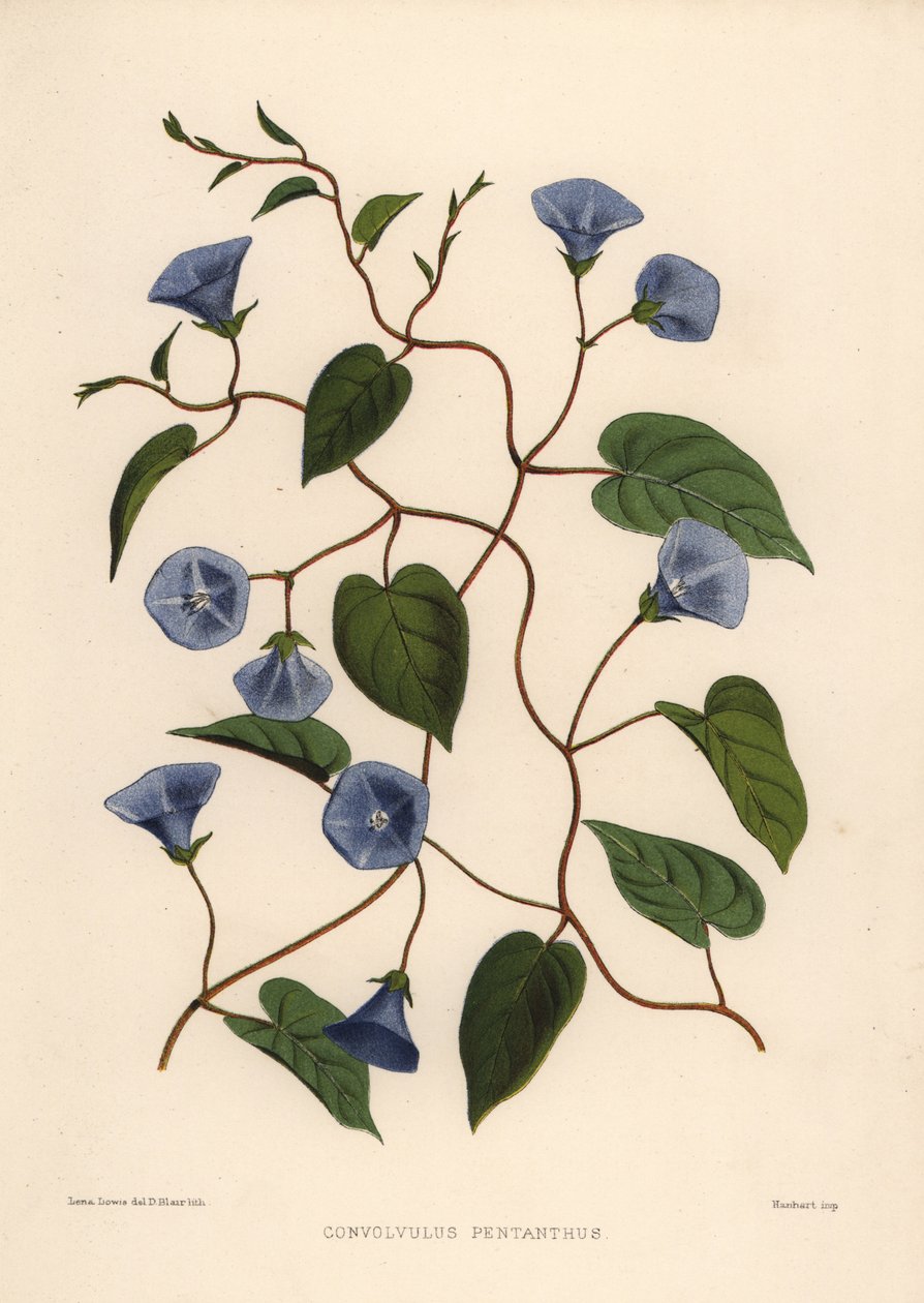 Clustervine, Jacquemontia pentanthos (Convolvulus pentanthus) af Unknown