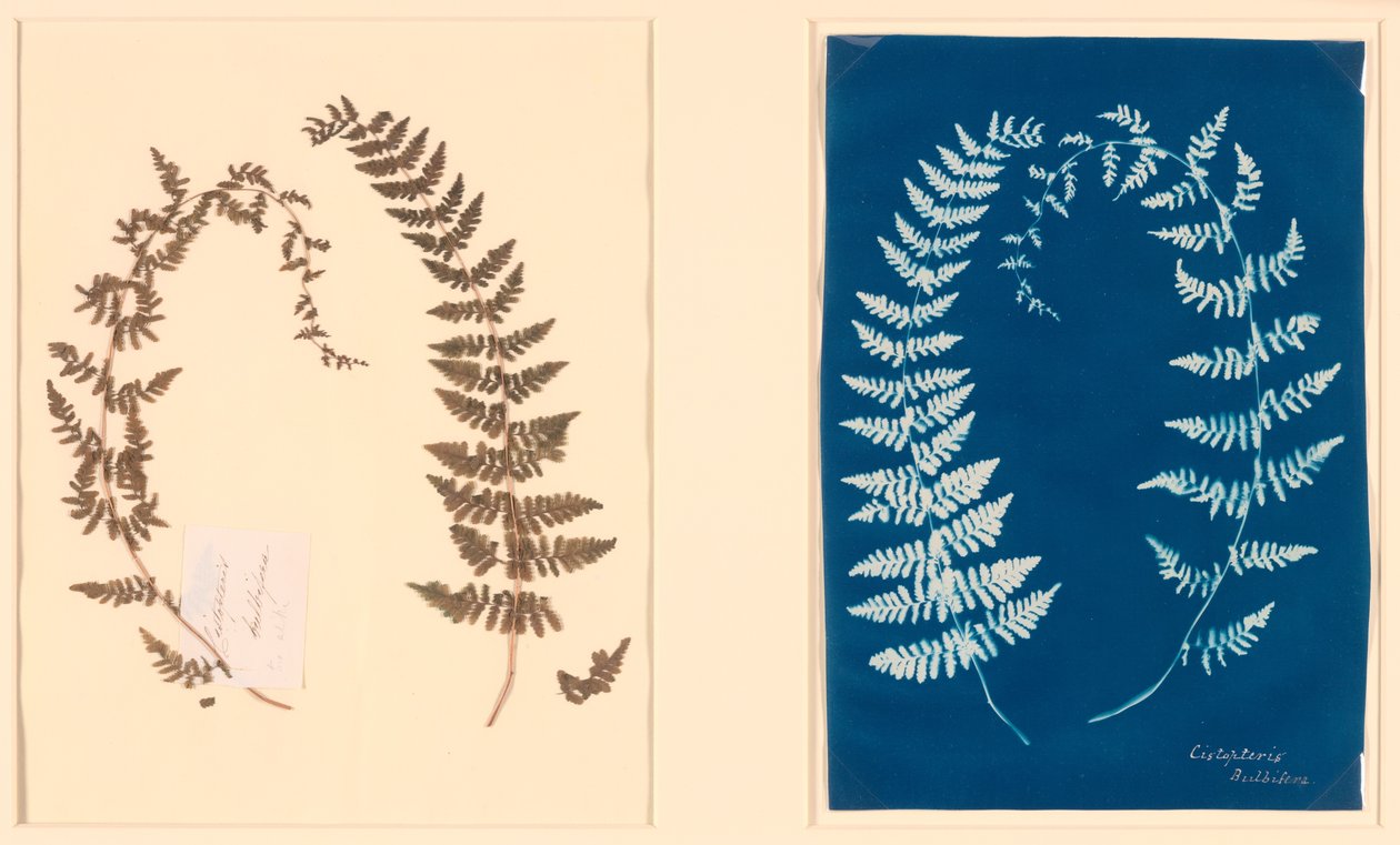 Fra Hatton Fern Album af Unknown