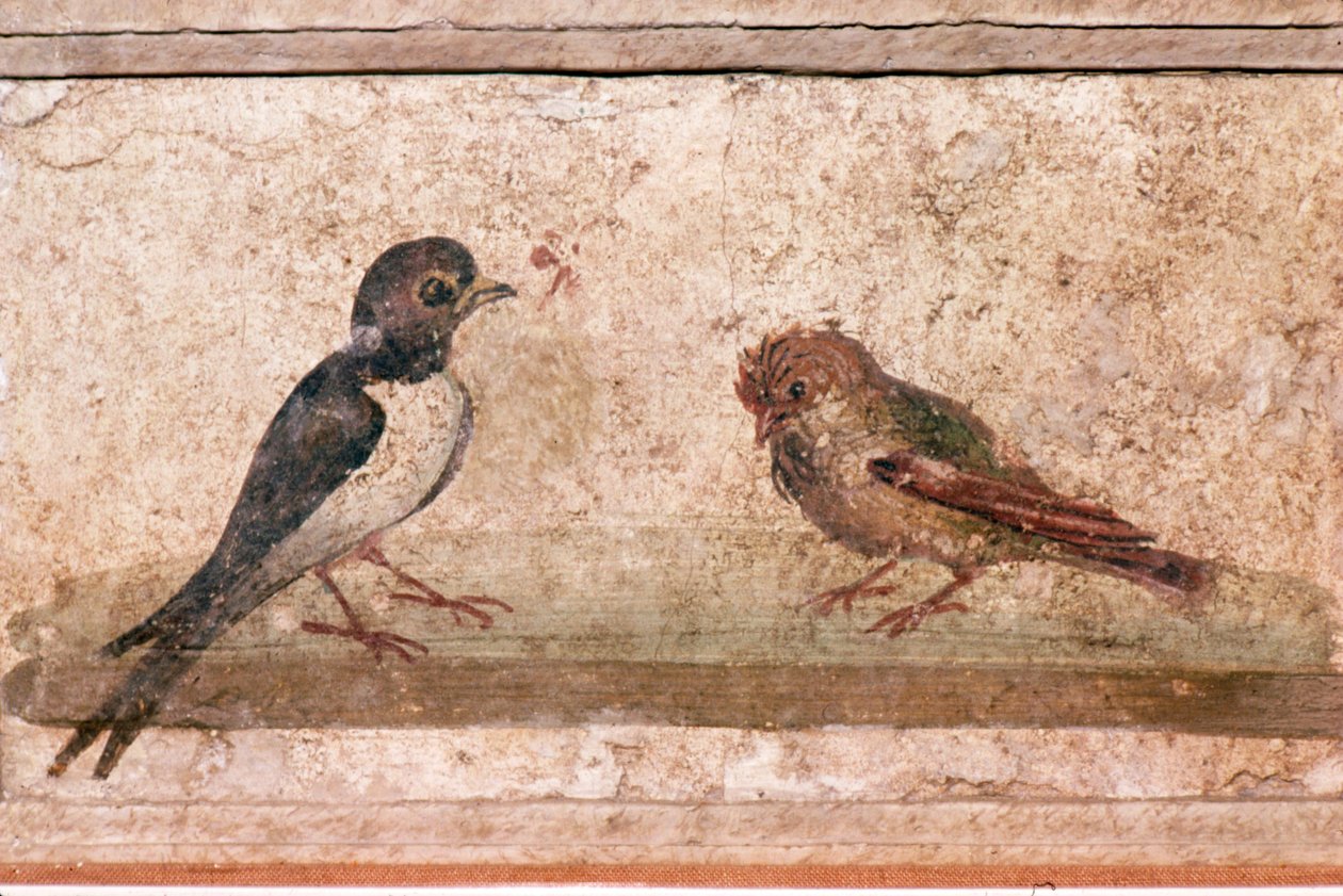 Svale og Sparrow, romersk vægmaleri fra Boscoreale nær Pompeji, 1. århundrede af Unknown