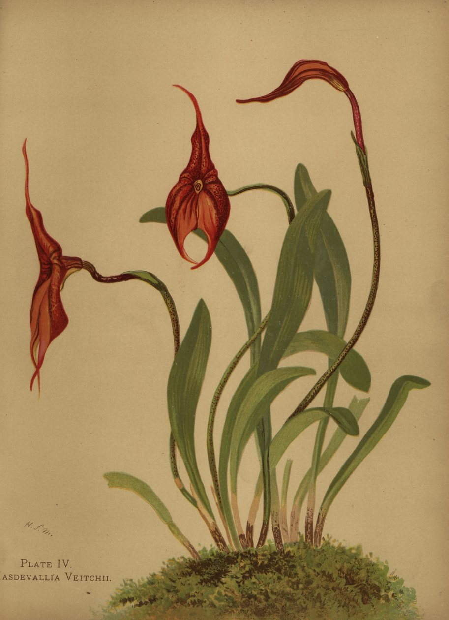 Veitchs masdevallia eller konge af masdevalliaerne, Masdevallia veitchiana af Unknown