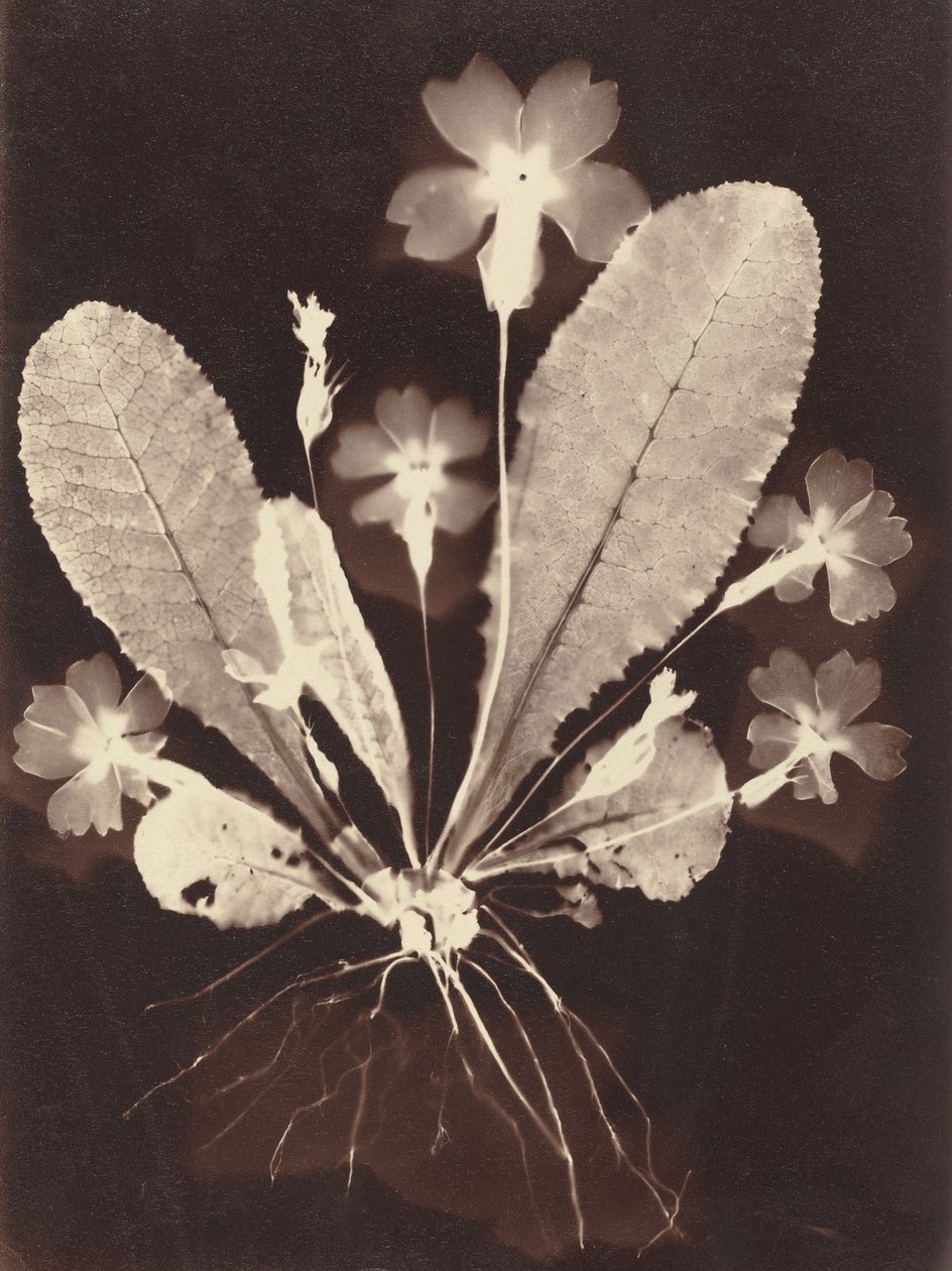 Botanisk fotogram af Unknown 19th Century