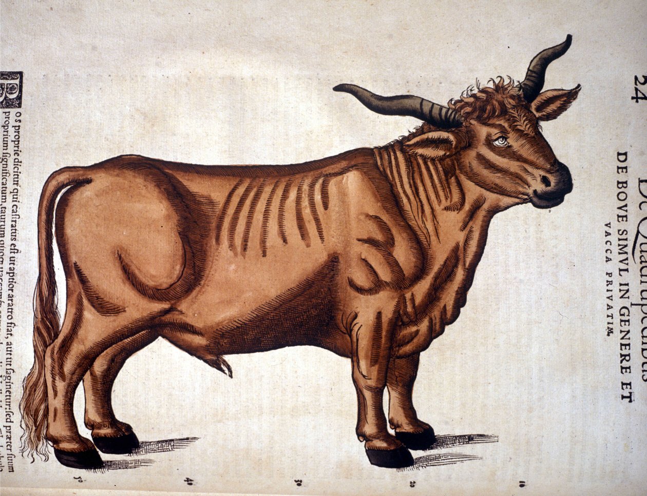 Et oksekød fra Historia Animalium af Conrad Gesner, Tiguri 1560. Biblioteca nazionale Braidense. Milano af Unknown artist