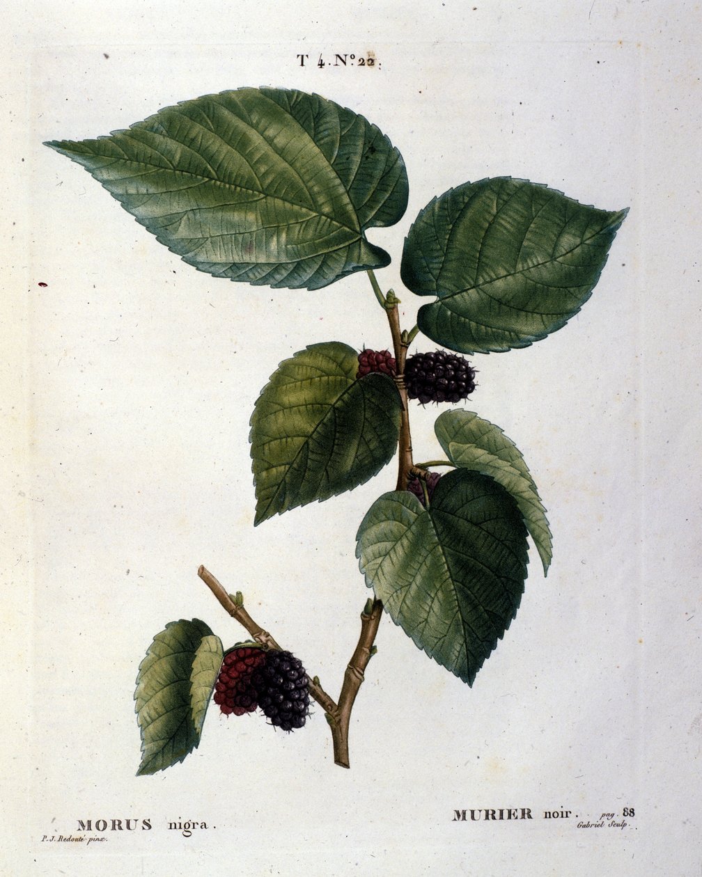En sort murier og dens frugter: botanisk bord fra det 19. århundrede. af Unknown artist